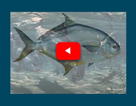 Pompano Aquaculture Overview Video